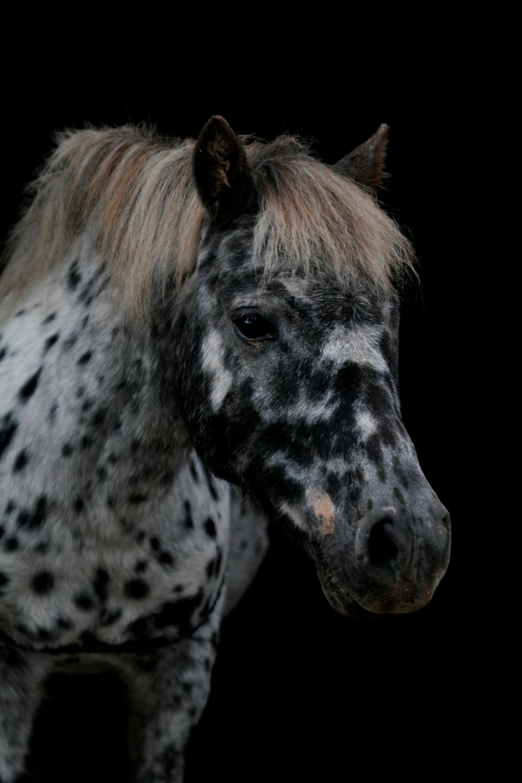 Knabstrupper Flipper billede 2