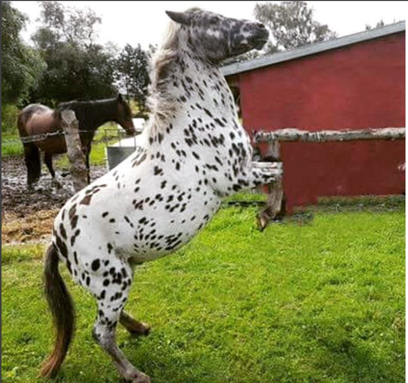 Knabstrupper Flipper billede 6