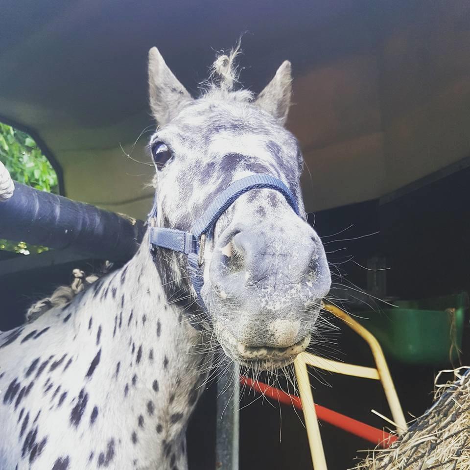 Knabstrupper Flipper billede 9