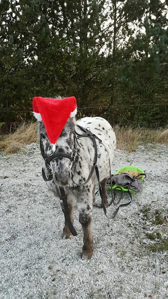 Knabstrupper Flipper billede 8