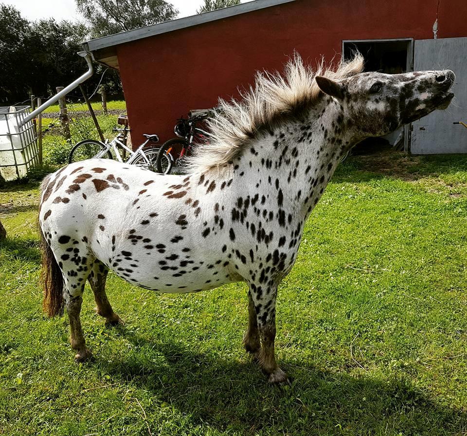 Knabstrupper Flipper billede 3