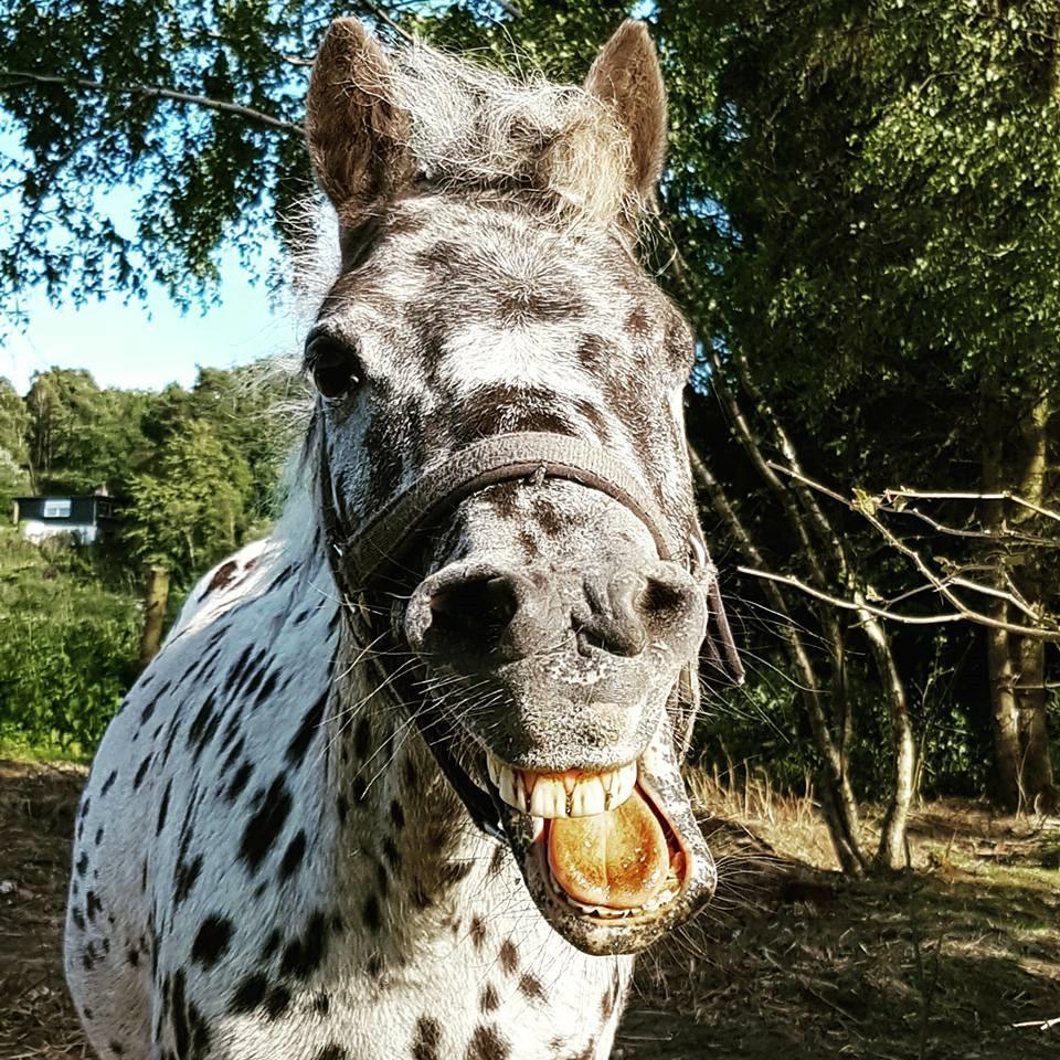 Knabstrupper Flipper billede 1