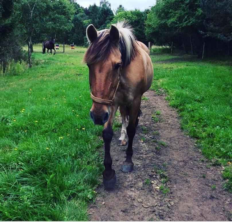 Anden særlig race Flame billede 1