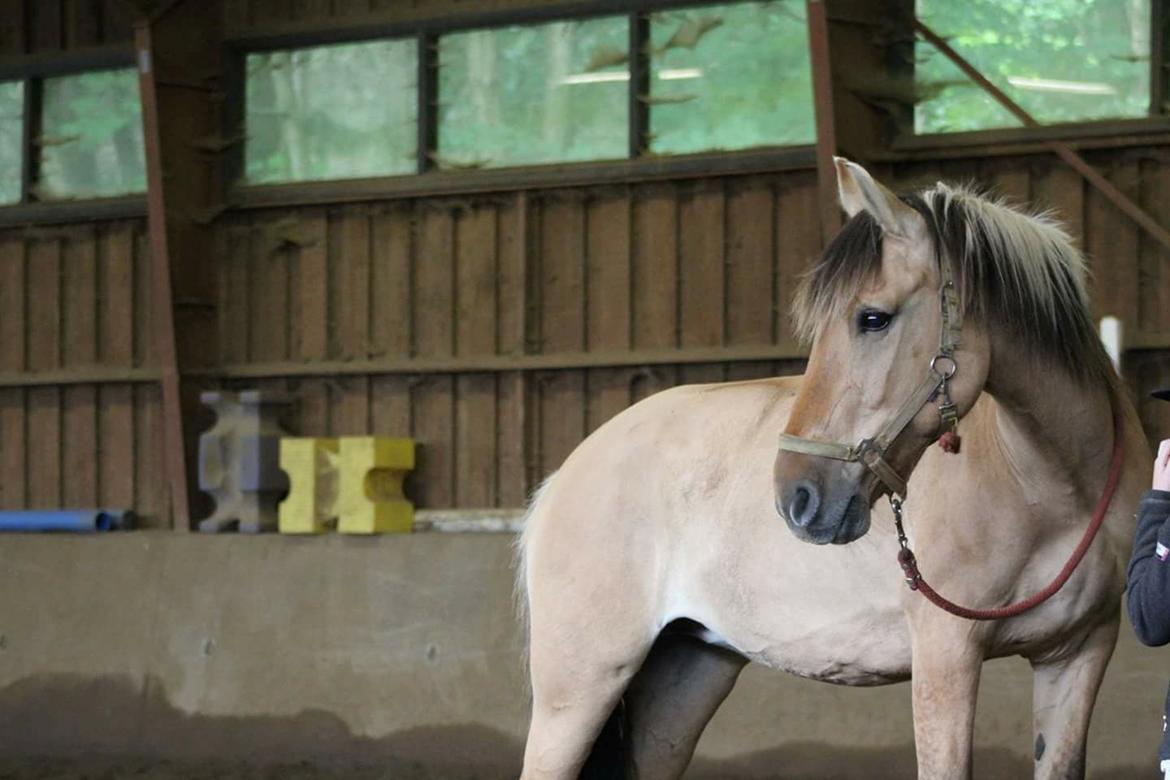 Anden særlig race Flame billede 8