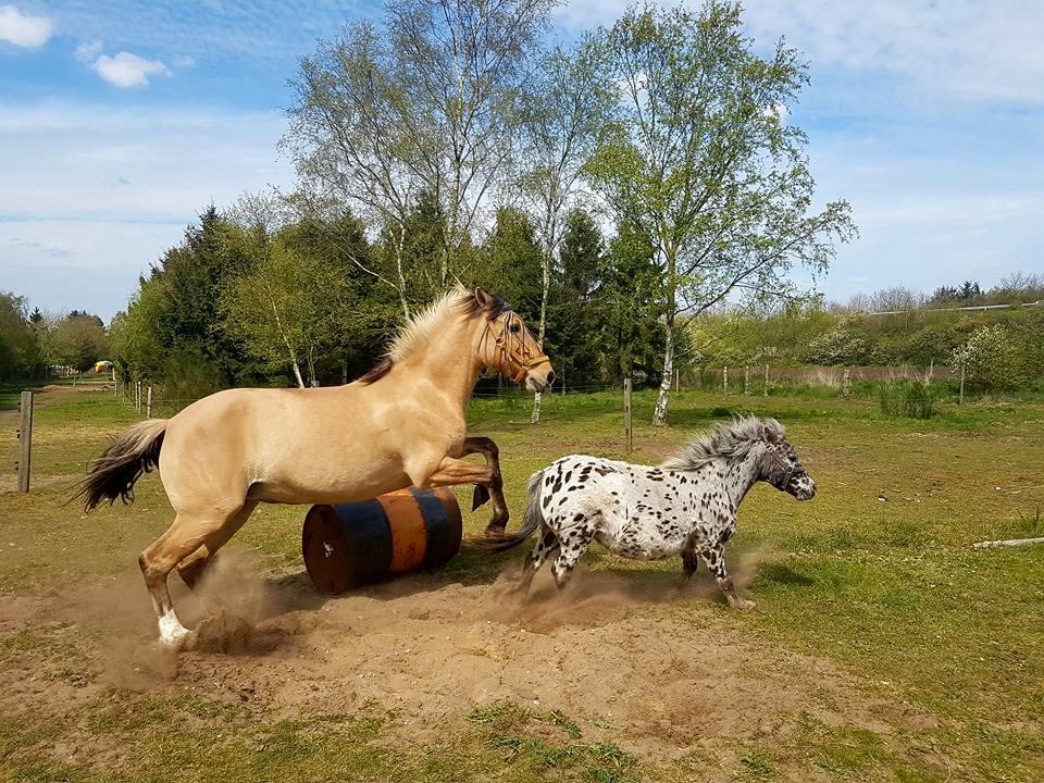 Anden særlig race Flame billede 4