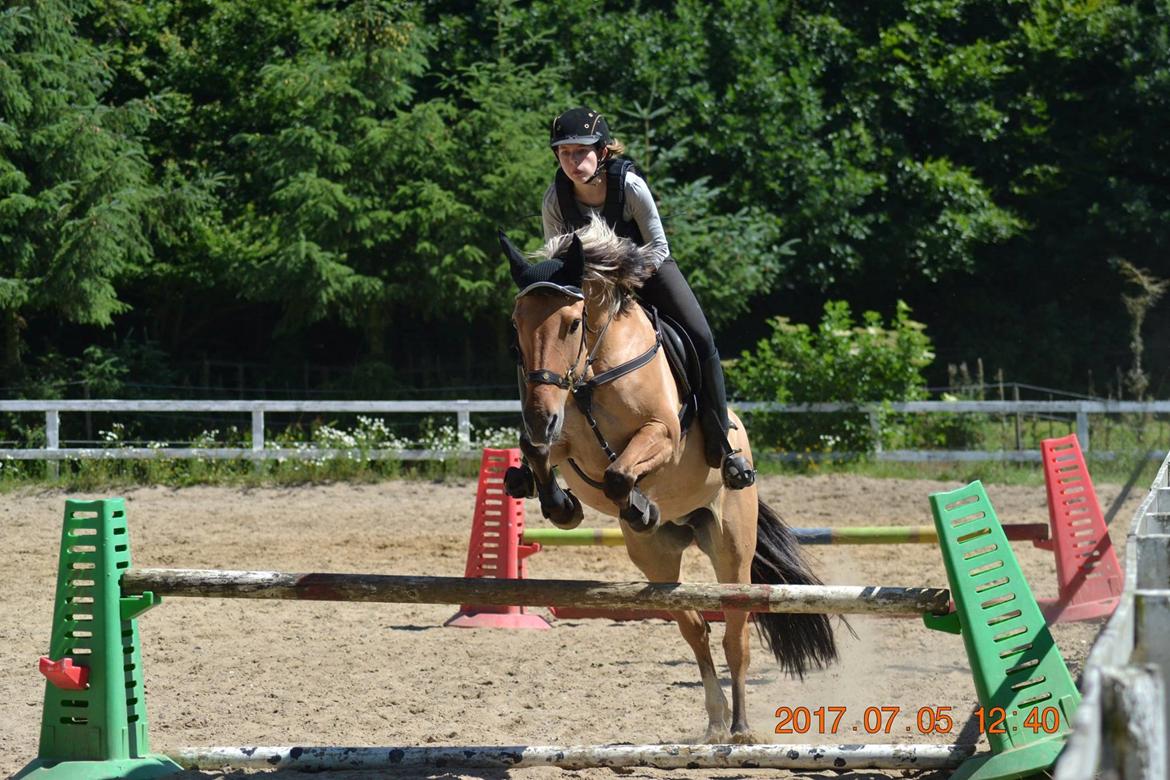 Anden særlig race Flame billede 2