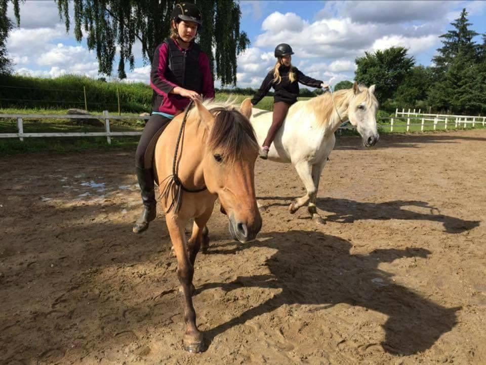 Anden særlig race Flame billede 3