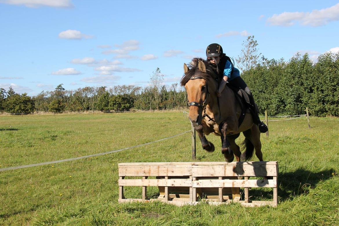 Anden særlig race Flame billede 9