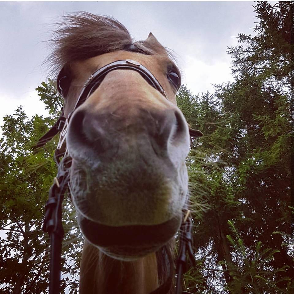 Anden særlig race Flame billede 20