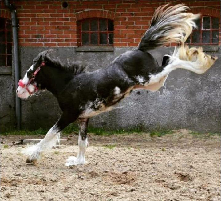 Tinker Buster billede 3