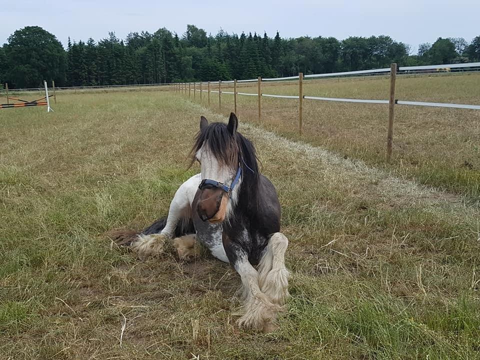 Tinker Buster billede 5