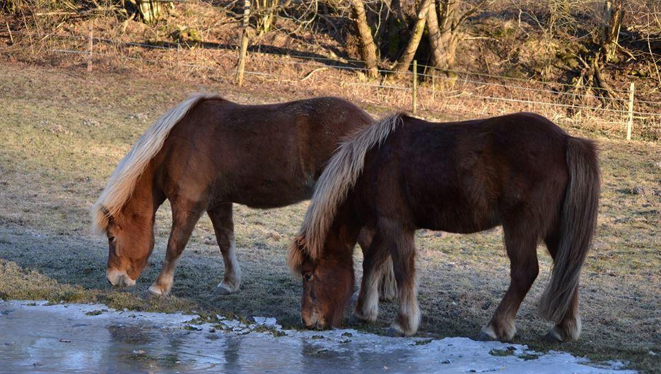 Islænder Spói fra Egeskov billede 2