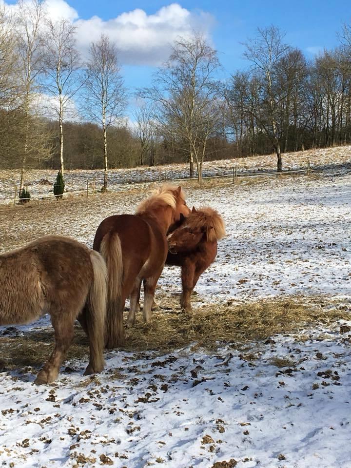 Islænder Spói fra Egeskov billede 5