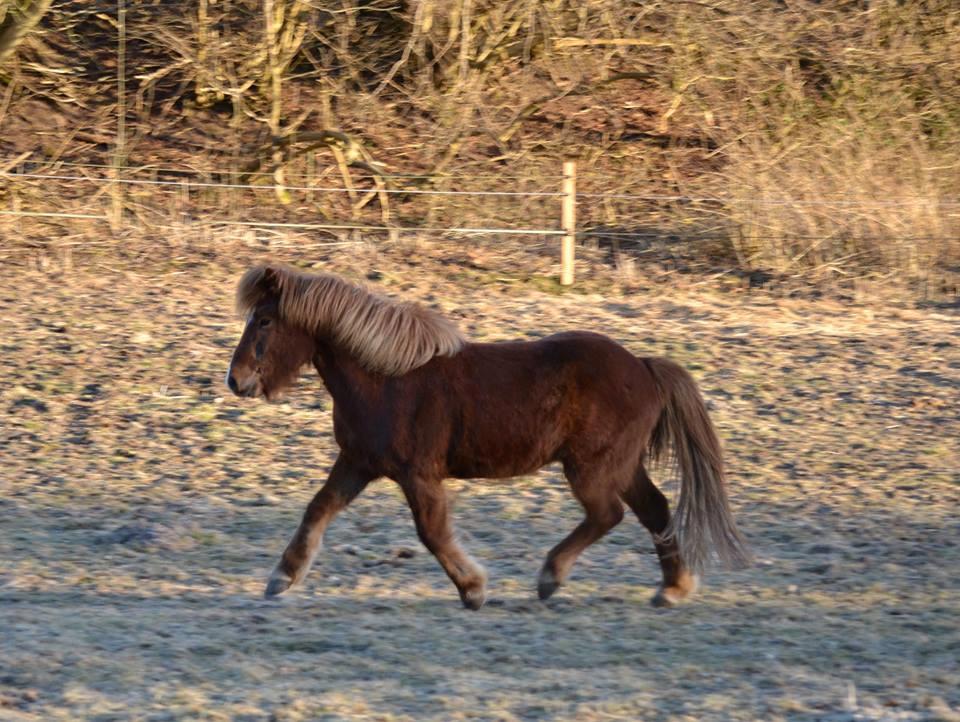 Islænder Spói fra Egeskov billede 12