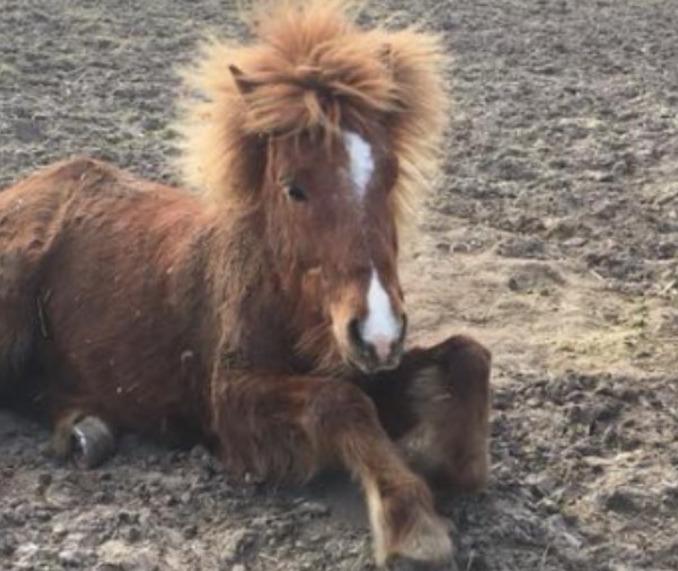 Islænder Spói fra Egeskov billede 15