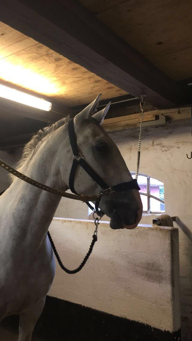 Lipizzaner Tulipan VIII-5 billede 6