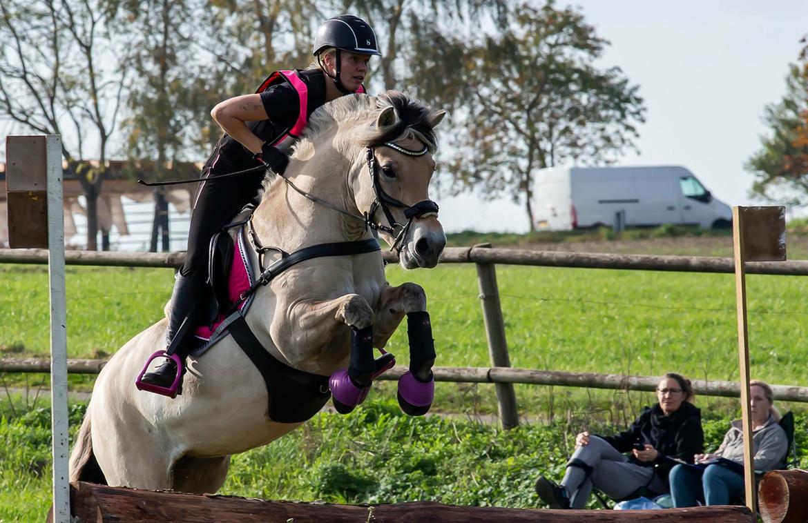 Fjordhest Pixie My billede 1