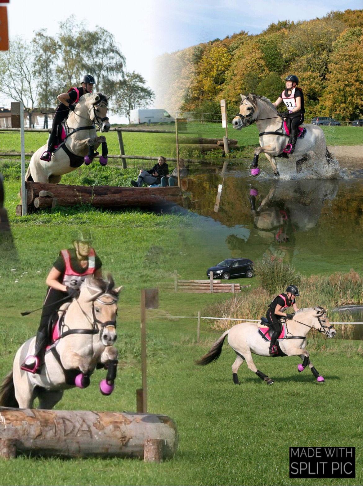 Fjordhest Pixie My billede 2