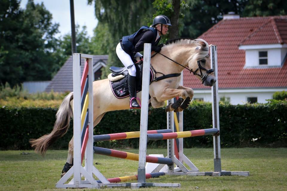 Fjordhest Pixie My billede 5