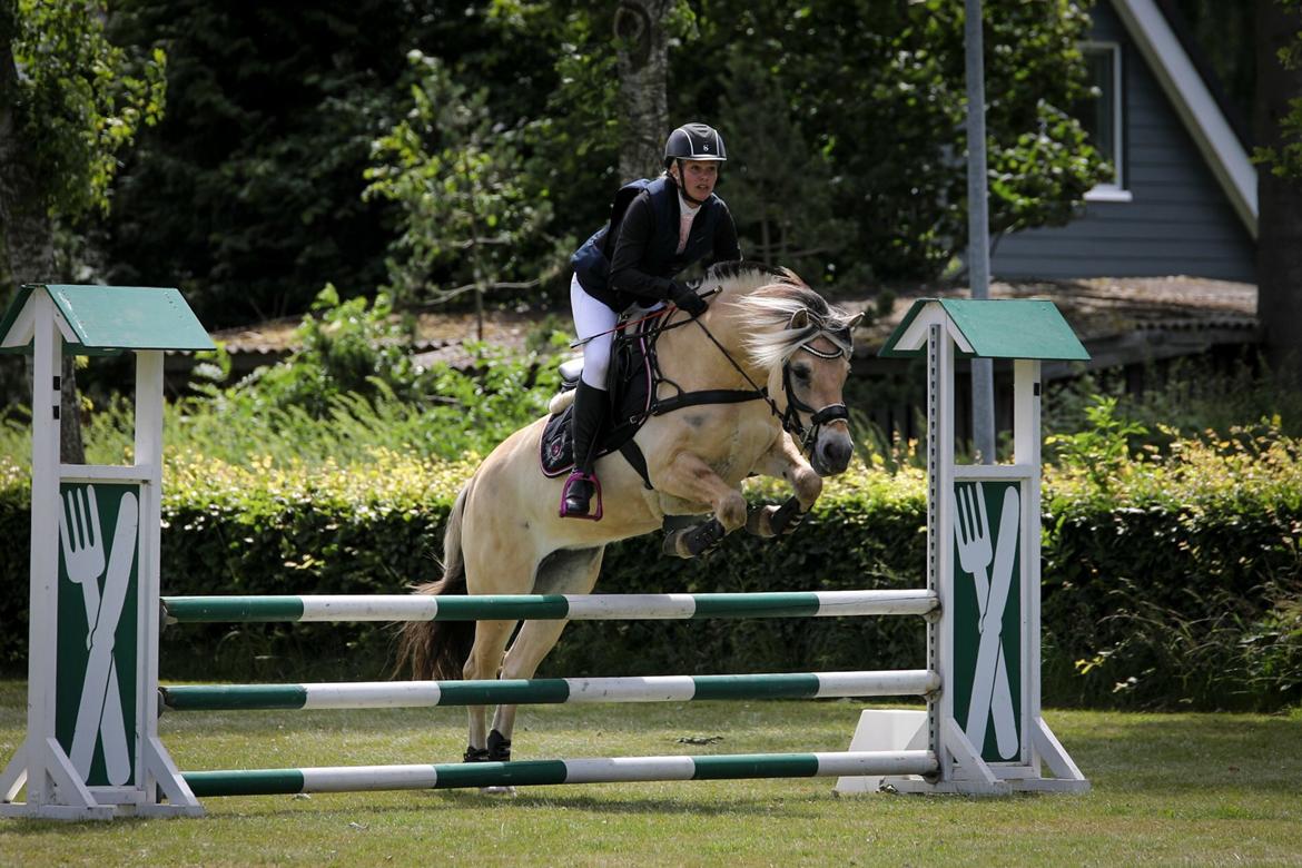 Fjordhest Pixie My billede 7