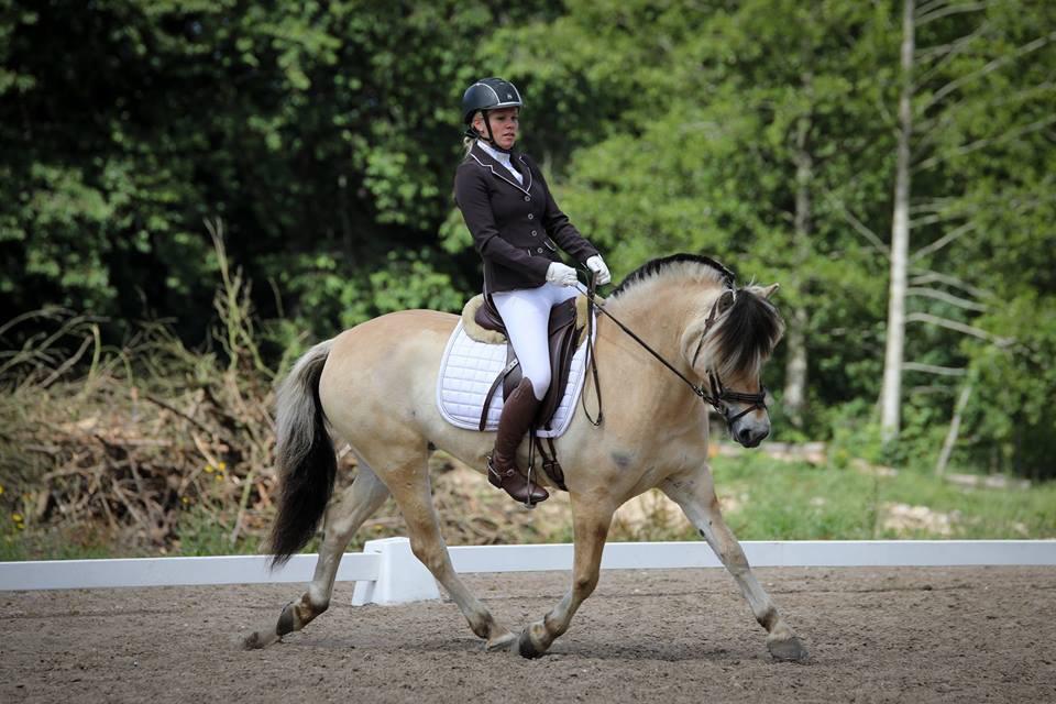 Fjordhest Pixie My billede 9