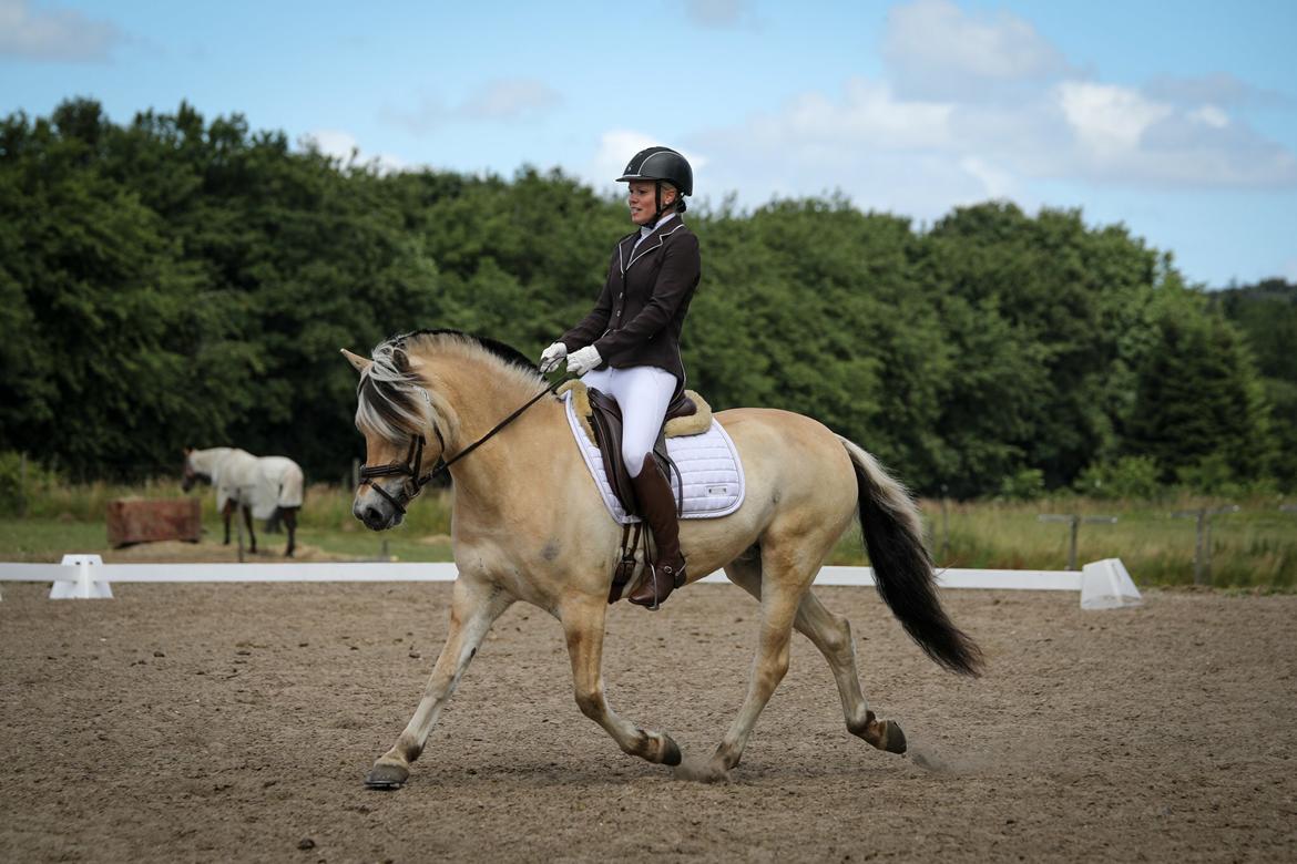 Fjordhest Pixie My billede 8