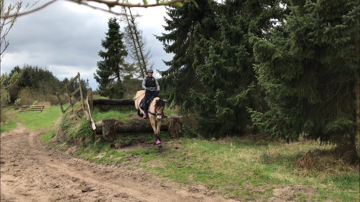 Fjordhest Pixie My billede 16