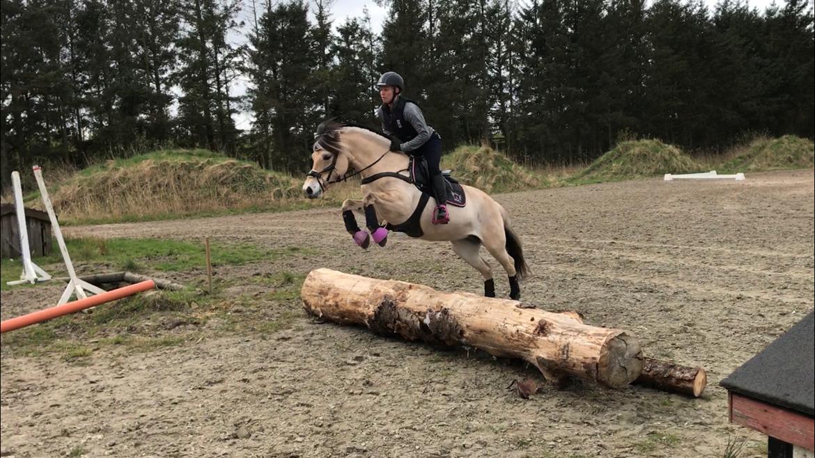 Fjordhest Pixie My billede 20