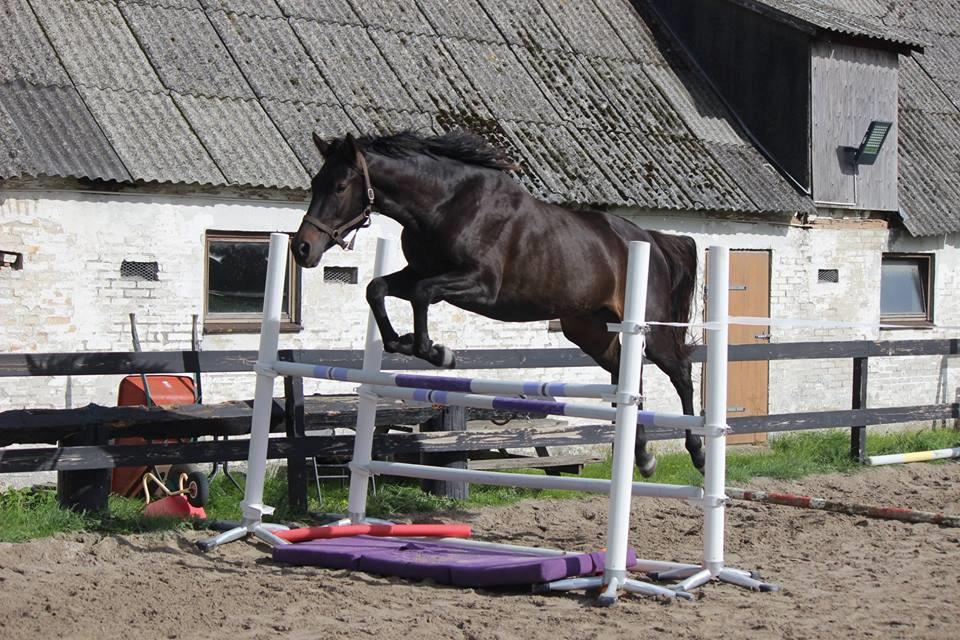 Dansk Varmblod Sir Carlos - Løsspring Oktober 2018 billede 9