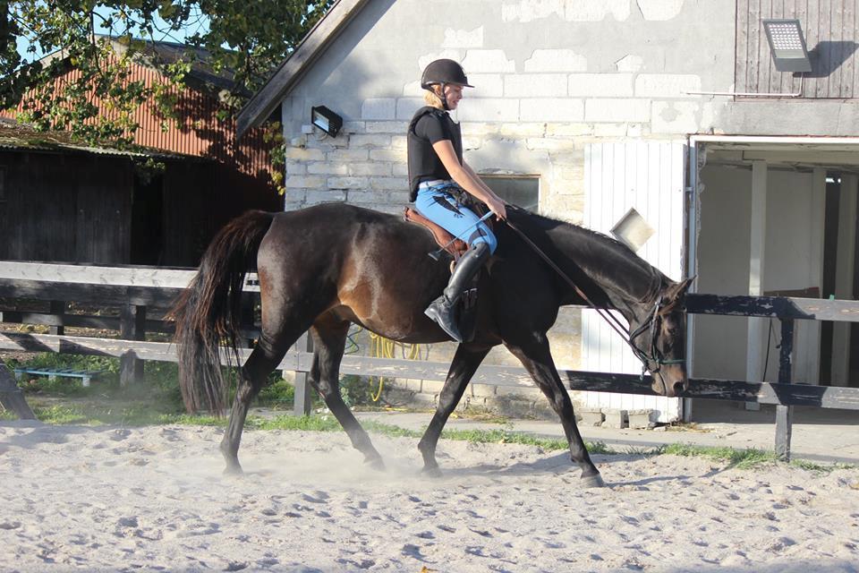 Dansk Varmblod Sir Carlos - Ridning slut september billede 20