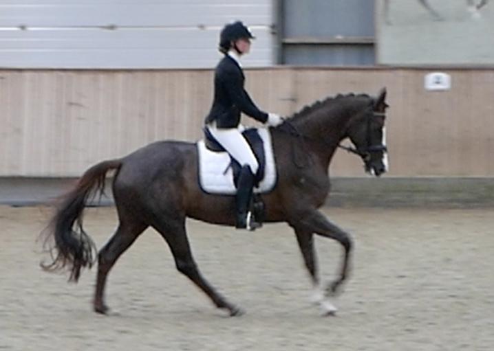 Dansk Varmblod Samantha Who billede 6