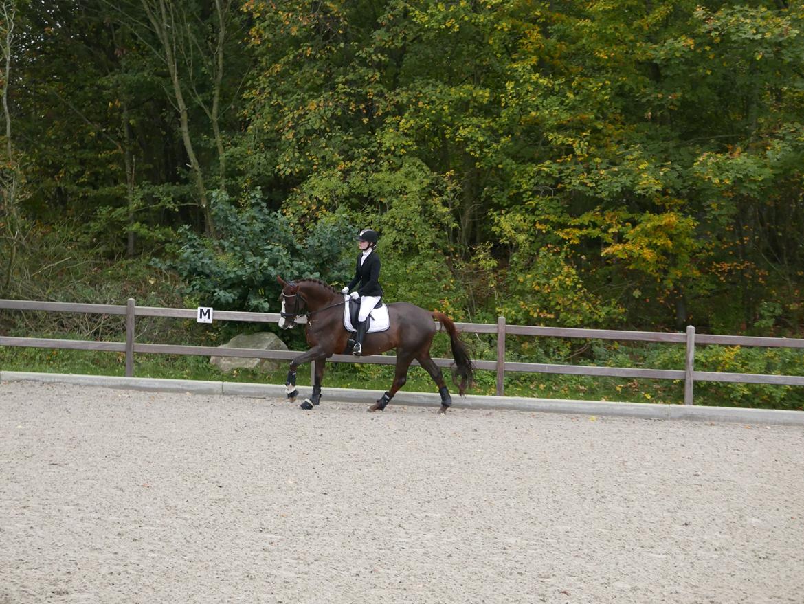 Dansk Varmblod Samantha Who billede 7