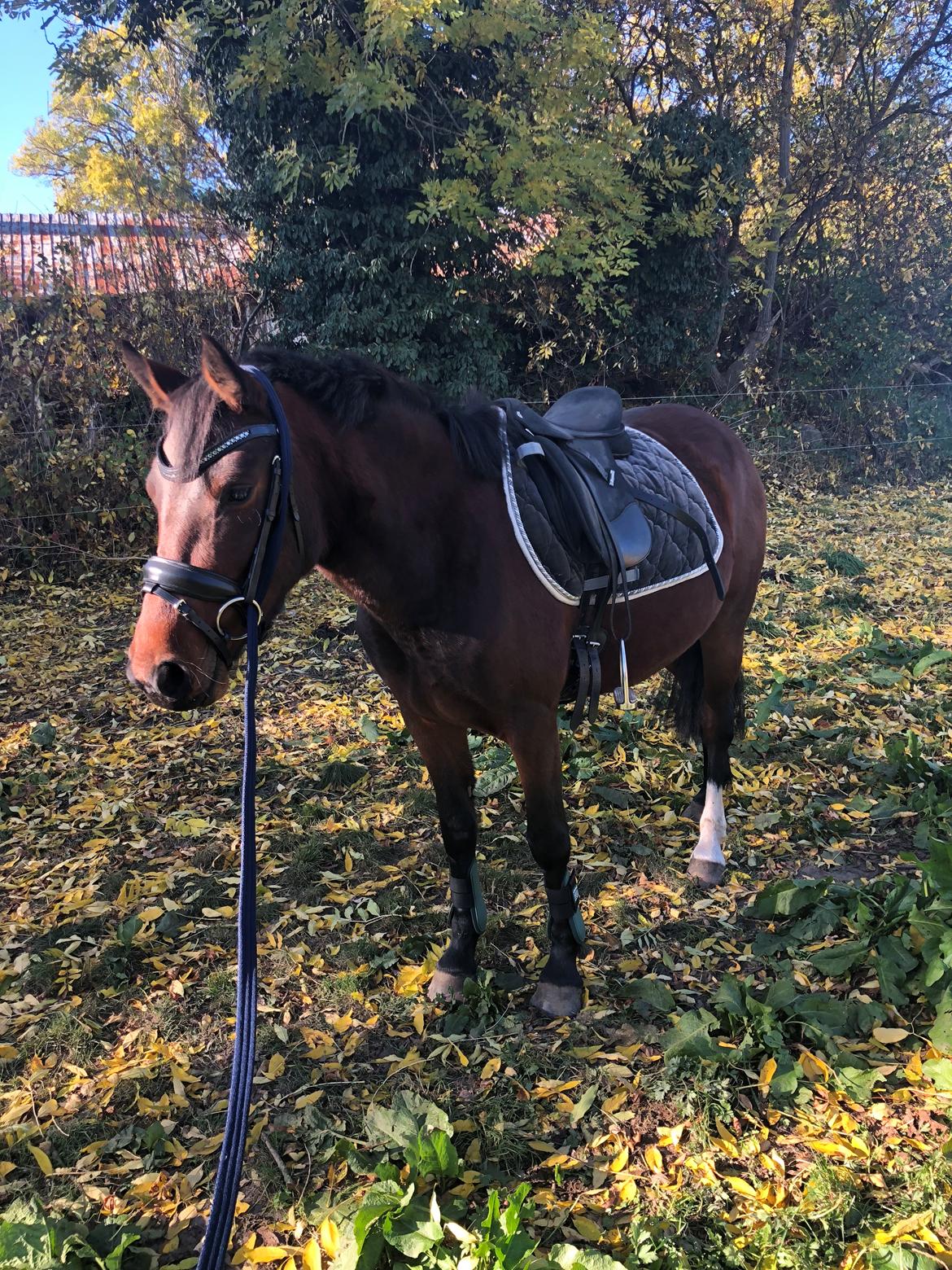 Welsh Partbred (Sec F) Rålandgårds Daya billede 9