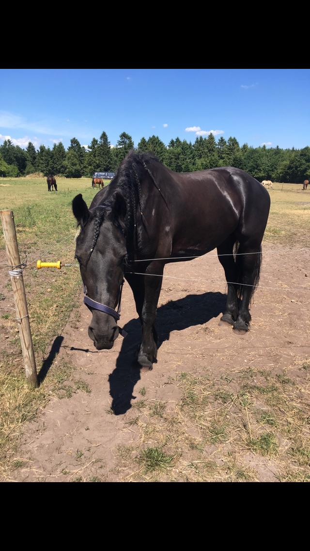 Frieser Kesha von Albano billede 6