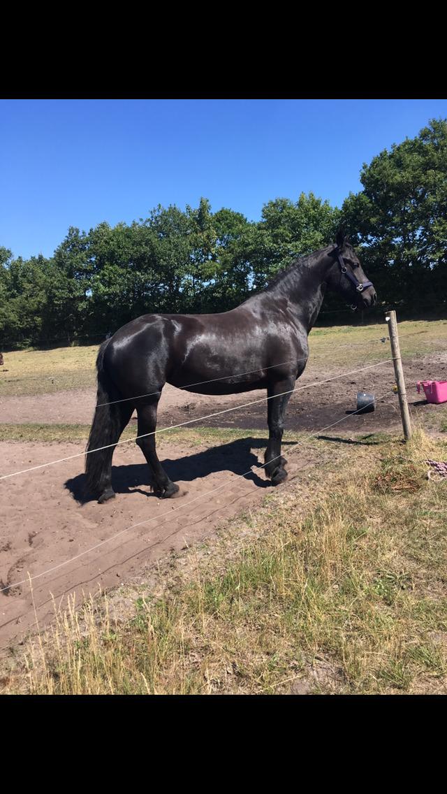 Frieser Kesha von Albano billede 7
