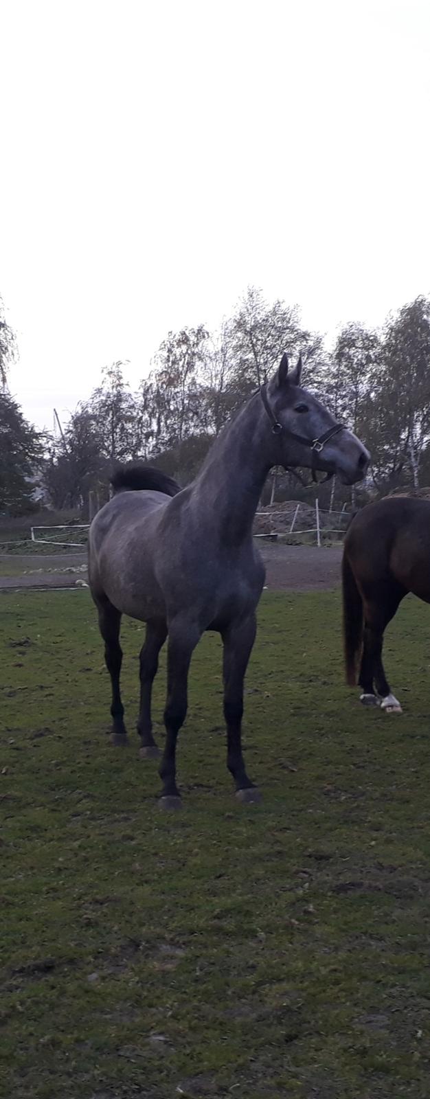 Zangersheide Pachanga Z billede 9