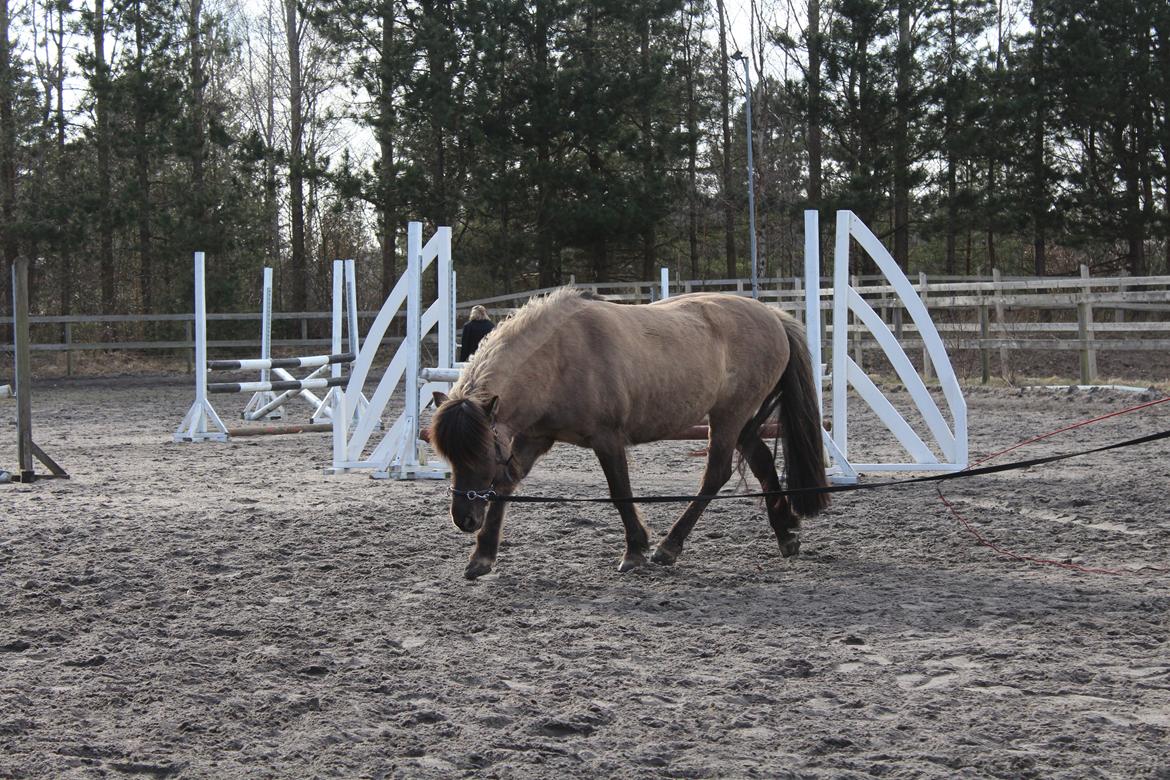 Islænder Mysla fra Mark  billede 2