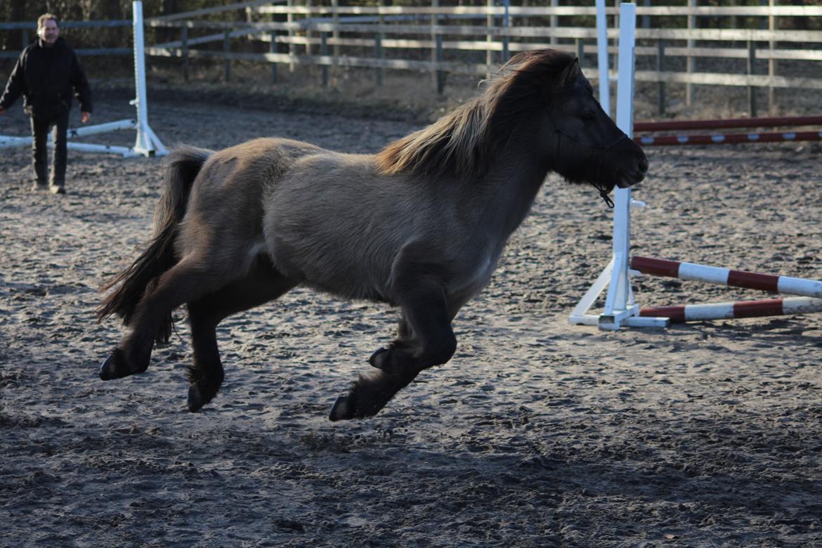 Islænder Mysla fra Mark  billede 4