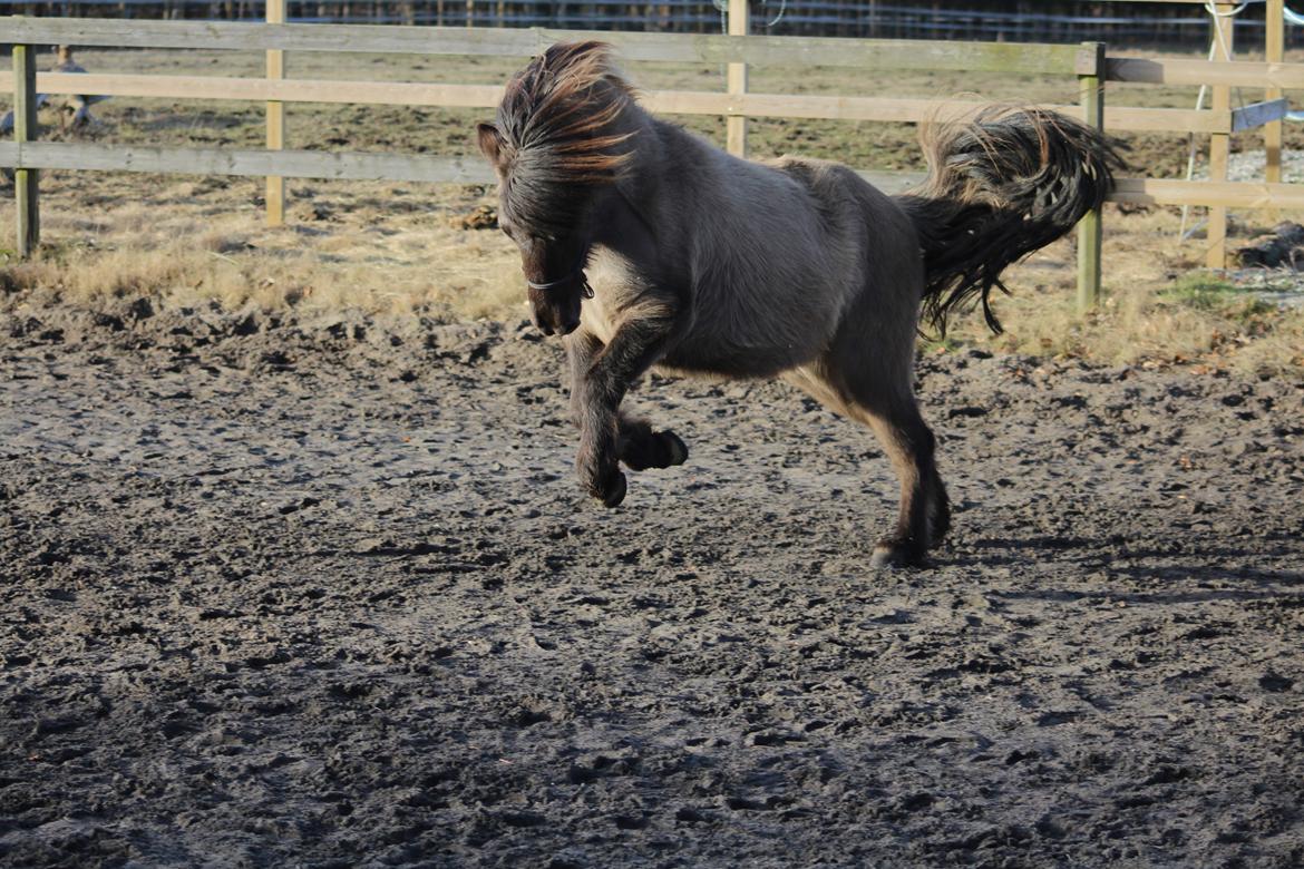 Islænder Mysla fra Mark  billede 3
