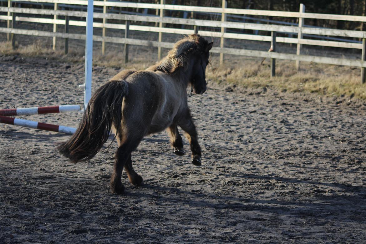 Islænder Mysla fra Mark  billede 5