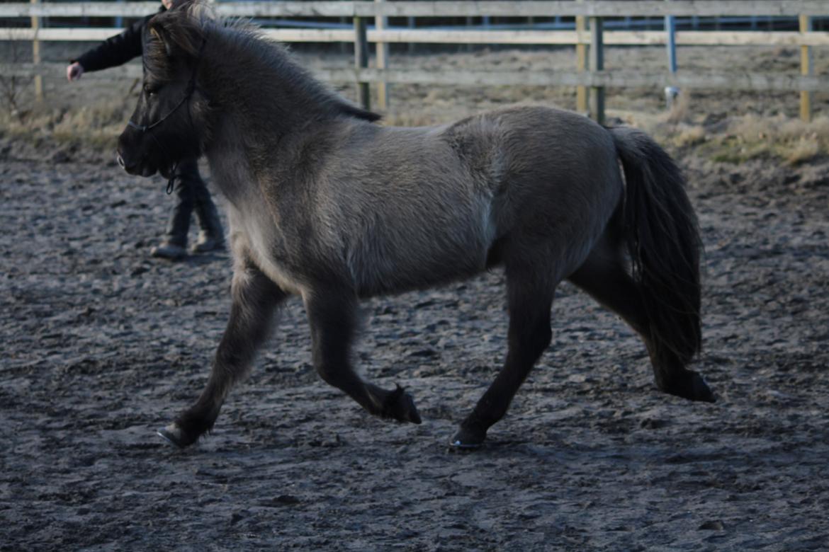 Islænder Mysla fra Mark  billede 6