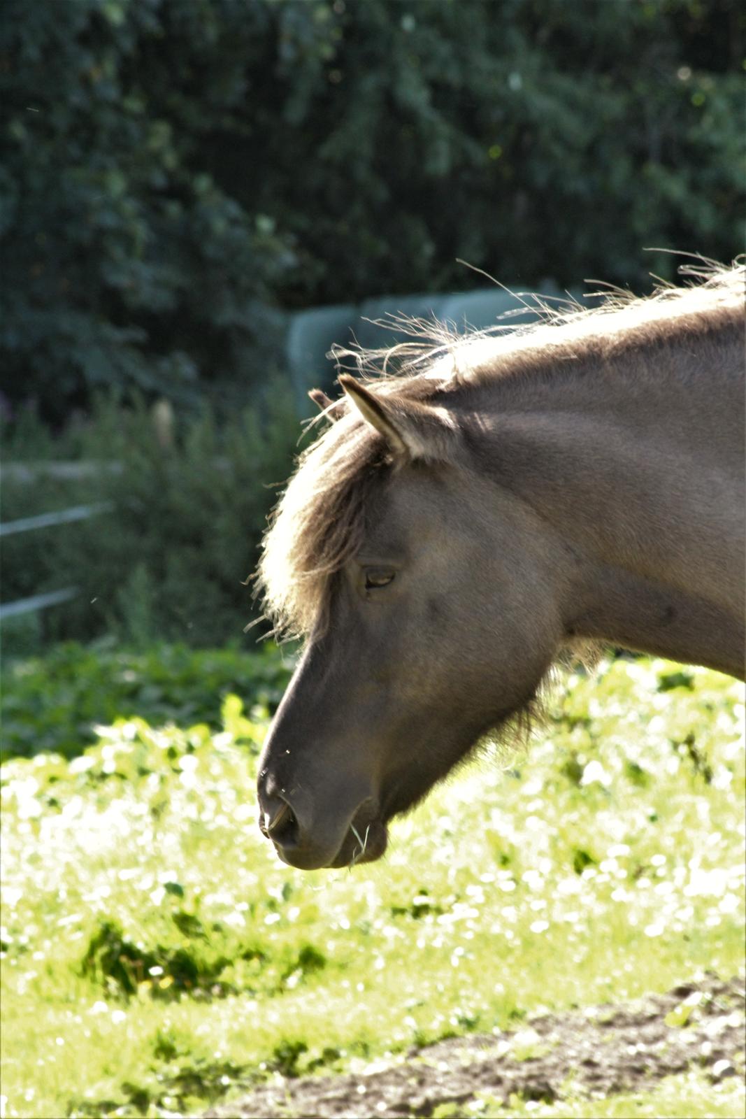 Islænder Mysla fra Mark  billede 1
