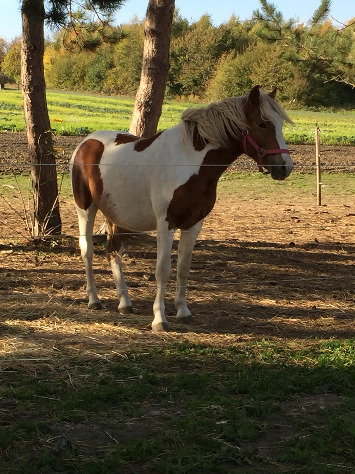 Anden særlig race Storm billede 2