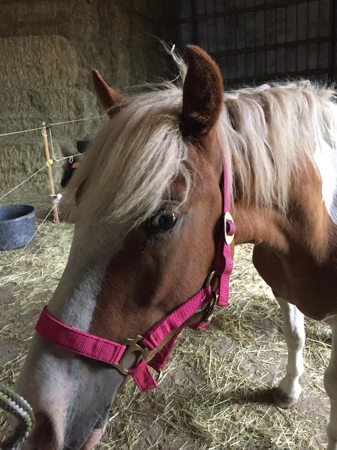 Anden særlig race Storm billede 3