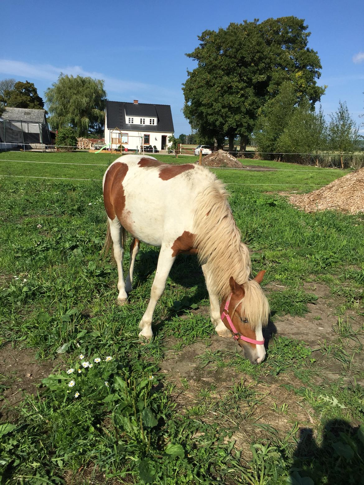 Anden særlig race Storm billede 8