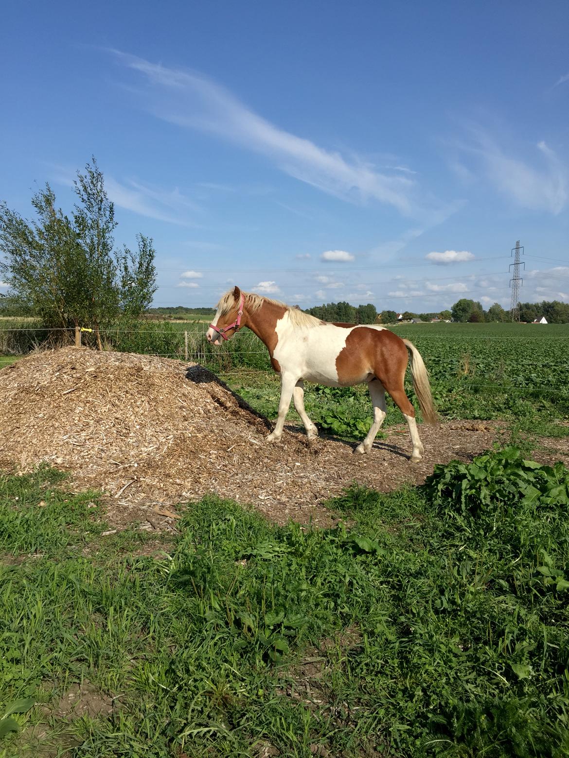 Anden særlig race Storm billede 6