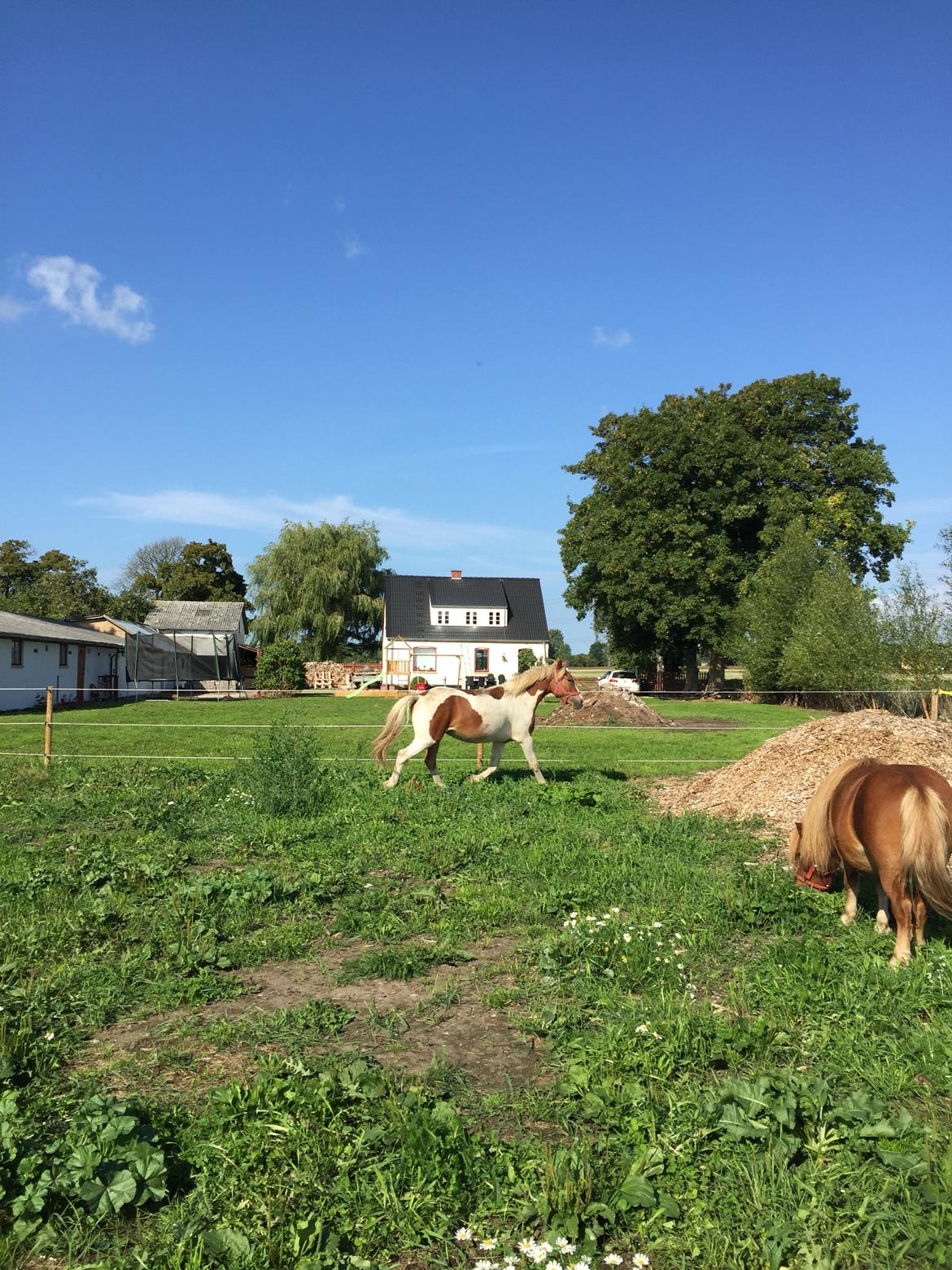 Anden særlig race Storm billede 16