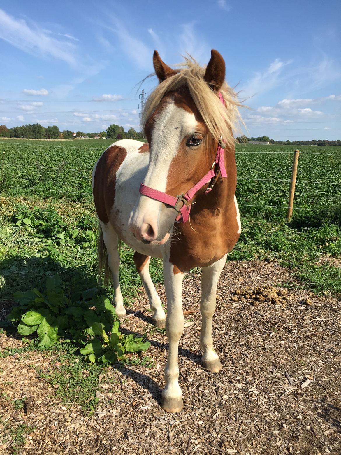 Anden særlig race Storm billede 13