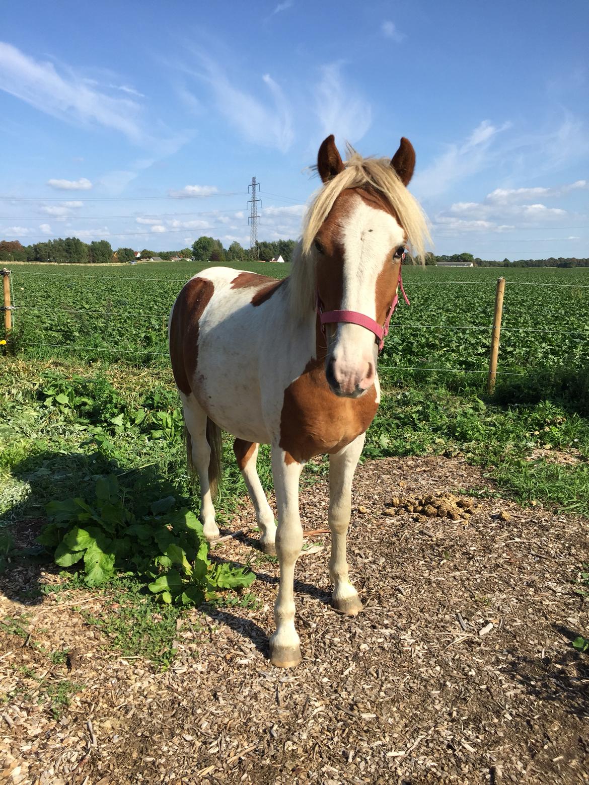 Anden særlig race Storm billede 19