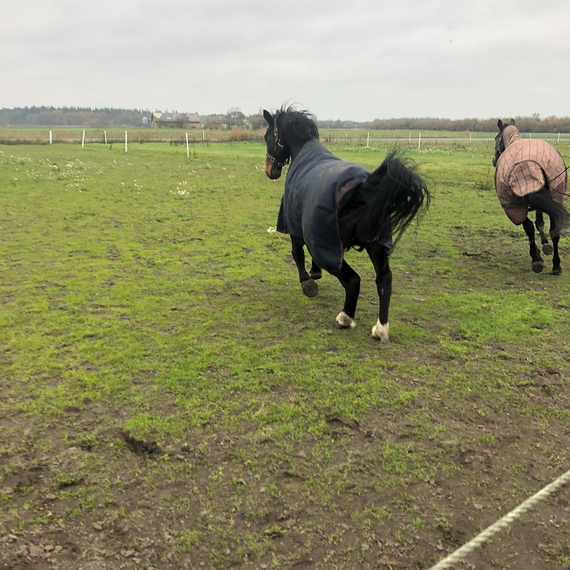 Anden særlig race Bølle. billede 13